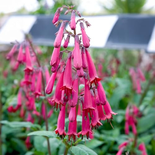 Phygelius Wine - Hardy Perennial Garden Plant - Cape Fuchsia Vibrant Red Flowers - Long-Lasting Summer Blooms - Ideal for Borders, Beds & Containers - Outdoor Flowering Shrub (9 cm Pot, 10-20 cm)