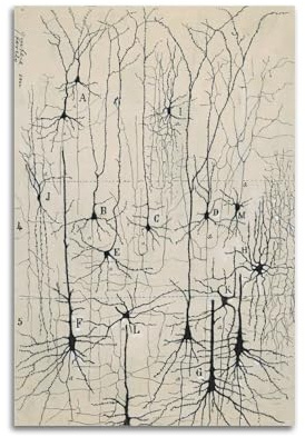 Vintage-Neuron-Zeichnung, Santiago Ramon Y Cajal, Wandkunst, antikes Gehirn, Anatomie, Poster, Druck, Fotokunst, Malerei, Leinwand, Heimdekoration, Schlafzimmer, moderne Dekorationen, 30 x 45 cm