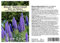 Seedeo Blauer Natternkopf Stolz von Madeira (Echium fastuosum syn. candicans) 50 Samen