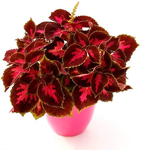POWERS TO FLOWERS - COLEUS RED IN VASO CERAMICA FUCSIA, pianta vera