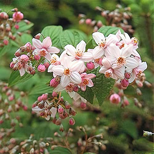 Rosendeutzie 'Mont Rose'