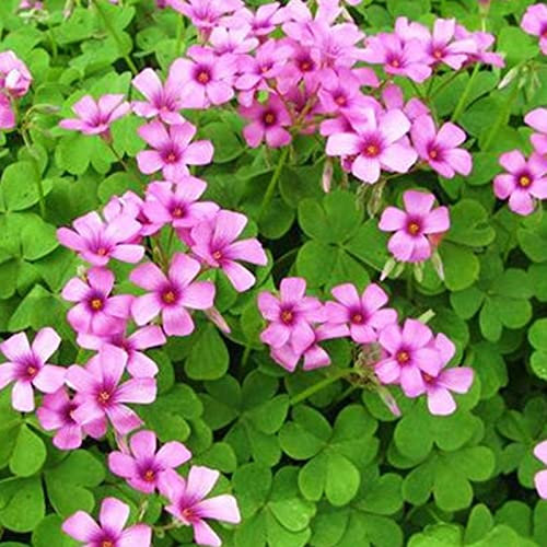 Saterkali Oxalis-Samen, 50 Stück/Beutel Oxalis-Samen wachsen schnell mit hoher Keimung, verschönern rosa Blüten-Oxalis-Samen für die Terrasse Oxalis versicolor-Samen