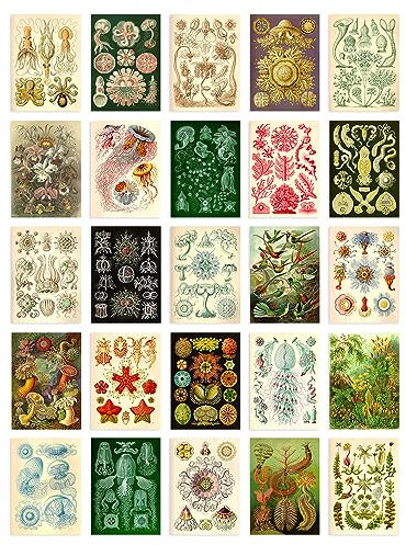 Artery8 50 Pcs Botanical Aesthetic Haeckel Colourful Collage Kit Wall Art Prints A6 Set Pack 14.8 x 10.5 cm (5.8 x 4.1) Bedroom Wall Home Bathroom Pictures Sea Art