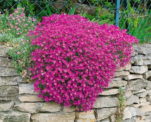 Aubrieta x cultorum 'Cascade Red' 9x9 cm Topf – Winterhart, Immergrün, Pflegeleicht – Blaukissen – Bodendecker für Steingarten & Beet