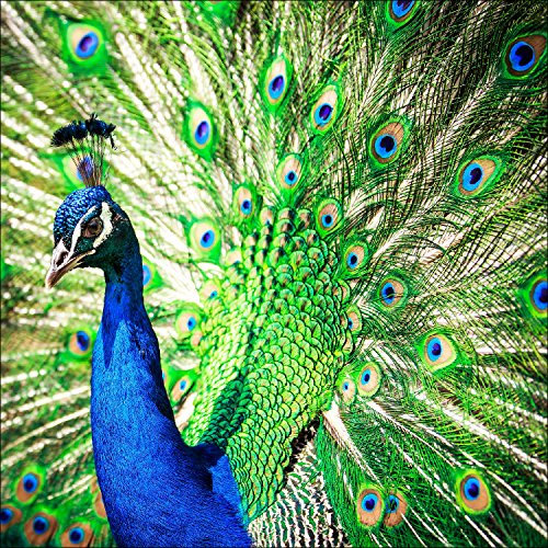 Pro-Art gla1030b Wandbild Glas-Art 'peacock' 50 x 50 cm
