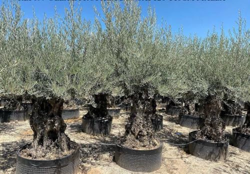 Ulivo olivo Olea europea bonsai in mastello da 285 litri | crf. tronco 120/140 cm FOTO REALI Vivaio di Castelletto