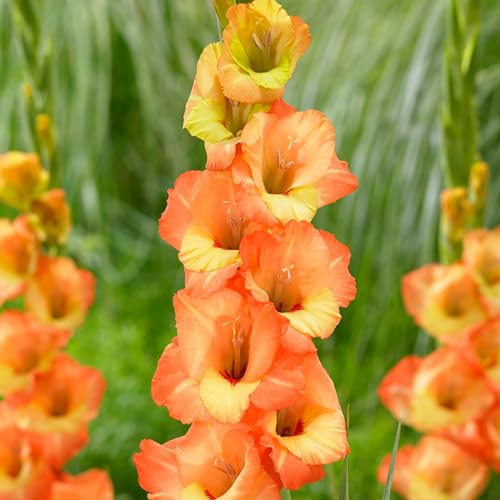 Bulbi Di Gladioli,Colori Dell'Arcobaleno,Bulbi Da Giardino,Gladioli, Balcone,Tanti Fiori, Resistenti Al Freddo,Fioritura Precoce,Piante In Vaso, Misteriosi Bulbi Magici-3bulbi-F