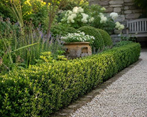 Ilex crenata ‘Jenny’ 6 Stück 20–25 cm inkl. Topf – Japanische Stechpalme – Immergrüne Heckenpflanzen – Idealer Buchsbaum-Ersatz für Garten & Vorgarten
