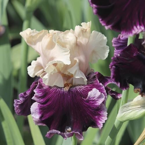 Iriszwiebeln, mehrjährige krautige Pflanzen, Frühlingsblüher, kältetolerante Blumenzwiebeln, schöne und gesunde Blumenzwiebeln, Gartendekoration,schwertlilie rhizome,winterharte pflanzen-4zwiebeln