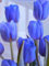 Tulpen Zwiebeln Bunte Tulpenzwiebeln Winterhart Gartendekoration