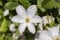 Clematis viticella 'Huldine' Waldrebe Kletterpflanze im Topf gewachsen (60-100cm)