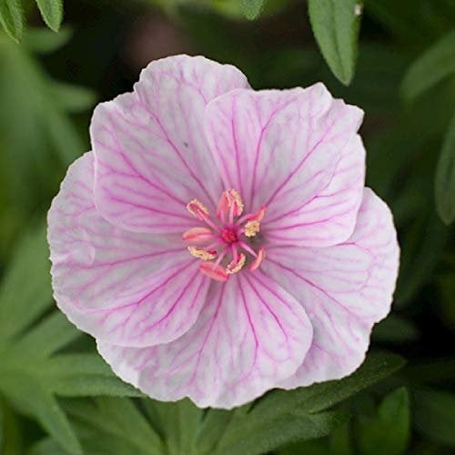 6 x Gestreifter Storchschnabel - Geranium Sanguineum Striatum: Zierliche Sorte mit gestreiften Blüten.