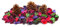 3 Cônes Pin et pot-pourri Encens Floral Couleurs de Noël de la Nativité. parfums festifs Ornements de décoration de Table de Père Noël Noël