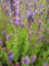 Grannen-Ysop - Zwerg-Ysop - Apotheker-Ysop - Hyssopus officinalis ssp. aristatus Stückzahl Rabatt Einzelpreis