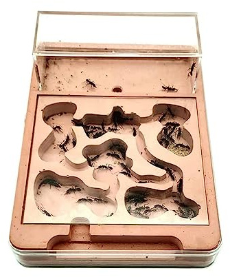 Ameisenhaus, Ameisenfarm Formicarium 10mm Erweiterungsöffnung Acrylglas Gips 23,5x17x3,7cm