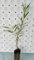 Phillyrea angustifolia (Troène à feuilles étroites) - Plante