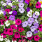 Trailing Petunia Balcony Mix 2500 Seeds