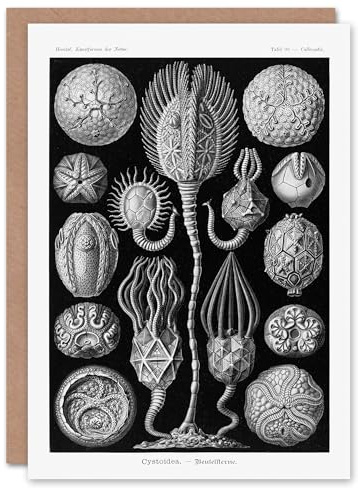 Artery8 Ernst Haeckel Art Card Cystoidea Pouch Stars Marine Life