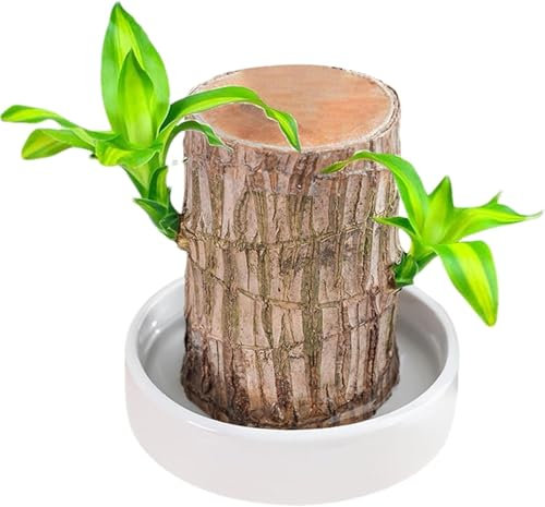 Mini-Brasilien-Glücksholz, magisch sprießendes Glücksbambusholz, brasilianische Glücksholzpflanze, Hydrokultur-Baumstumpf, Desktop-Pflanzen, IndoorOffice, Desktop-Pflanze zur Reinigung der Raumluft