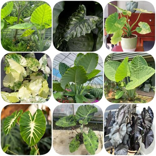 Semi di orecchie di elefante, prodotti sostenibili Colocasia gigantea, piante perenni resistenti e perenni piante verdi da esterno resistenti d'appartamento vecchie varietà serre da 35pcs