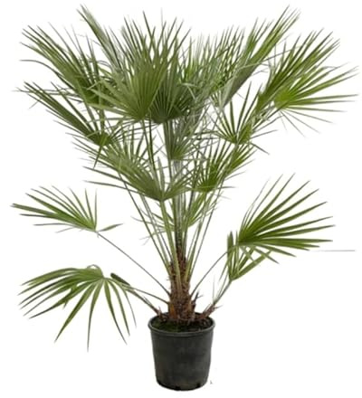 Palmier Nain Chamaerops Humilis 70/80 cm Pot 7l - Plante En Pot - Floraison Mai à Juin Exposition - Exposition Soleil Sol