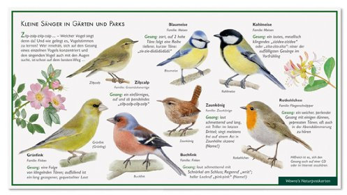Kleine Sänger in Gärten und Parks - Singvögel - Vogelgesang - Wawra Naturpostkarte Nr. 23 zum Entdecken, Beobachten, Bestimmen - 22 cm x 12 cm