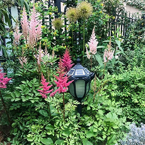 500 Stück astilbe arendsii samen astilben pflanze winterhart - Seltene Pflanzen serie - blumensamen mischung dachbegrünung samen stauden bienenfreund geschenk für garten