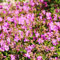 Bloomique - 3er Set - Geranium Cantabrigiense Cambridge - Storchschnabel - Lila Blüten - Winterhart - Höhe 10-20cm - Topf 9x9cm