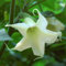 10 Seeds Angel Trumpet (Brugmansia arborea) Trompe of Angels Tree Flower Venus:Seeds Only