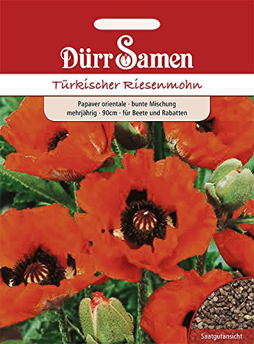 Mohn Samen Türkischer Riesenmohn Mohnwiese Bienen Insekten Freundlich mehrjährig Höhe 90 cm Samen ca 500 Korn Saatgut Garten Hochbeet Kübel Wiese Dürr Samen
