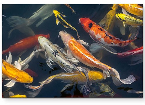 Paul Sinus Art Leinwandbilder | Bilder Leinwand 120x80cm Koi Fische im Teich