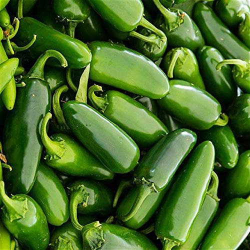 Shopmeeko 100 Graines Jalapeno Chile Pfefferpflanzen Vegetabls Pflanzen Schnell wachsend für Diy Home Garden Gemüse Chili * Paprikapflanzen Bon: Grün