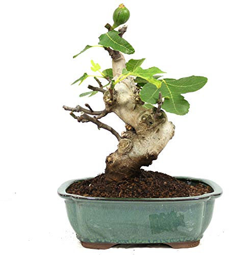 Bonsái, Higuera, Ficus carica, 10 años, altura 29 cm