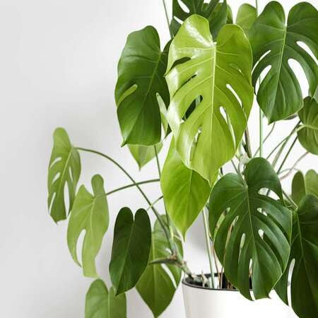 100 pièces de graines de plantes Monstera
