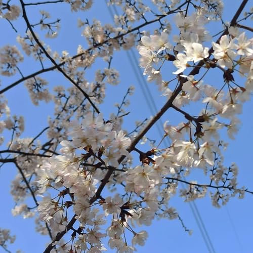 semi di ciliegio ornamentale - ciliegio ornamentale - semi di fiori prato, piante resistenti per balconi fiori perenni resistenti da giardino, bonsai, piante da appartamento, balcone 40pcs