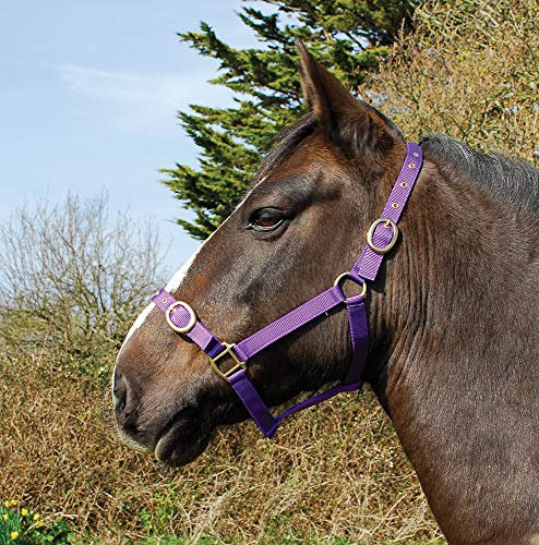 Rhinegold 30 DE Nylon Halfter-Pony-Lila Nylonhalfter, violett