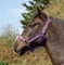 Rhinegold 30 DE Nylon Halfter-Pony-Lila Nylonhalfter, violett