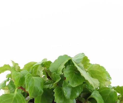 Planta del Dolar Natural con Tallos Colgantes Ideales para Decorar el Exterior del Hogar