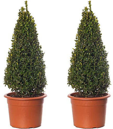 Piramides de Boj - Arbustos de Buxus | Paquete de 2 | Planta Topiaria Siempreverde 50-60cm