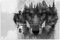 Feeby Impression Sur Toile Loup 80x60 cm Tableaux Tableau Mural Image Moderne Photo Décoration Murale Artistique Photographie Design Chambre Salon Cuisine Noir Et Blanc