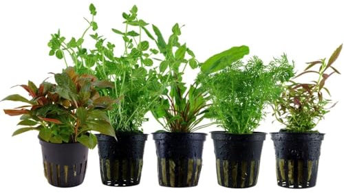 AquaOne Aquarium Pflanzen I 5x Wasserpflanzen Set I Mittelgrund Aquarienpflanzen I Limnophila Cryptocoryne Lindernia Ludwigia I Set mit 5 Mittelgrundpflanzen