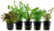 AquaOne Aquarium Pflanzen I 5x Wasserpflanzen Set I Mittelgrund Aquarienpflanzen I Limnophila Cryptocoryne Lindernia Ludwigia I Set mit 5 Mittelgrundpflanzen