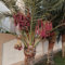 dactylifera samen stauden Dattelpalme samen draußen steingartenpflanzen ausgefallene Zierbaum baumsamen bonsai baum samen, obst samen immergrüne pflanzen, bio saatgut obstbaum 5pcs