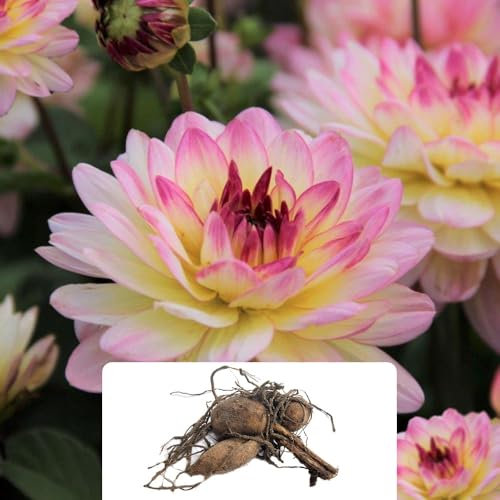 1 Dahlia Zingaro – Vibrant Bi-Coloured Blooms with Ever-Changing Colours – Summer Flowering Perennial Bulb – Perfect for UK Gardens & Climate Conditions