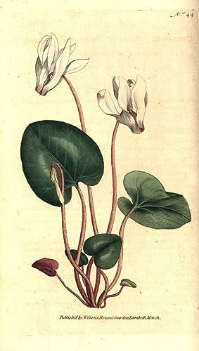 FIKAGXQGT Image sur Toile Affiches imprimées Art Murale Classique Cyclamen de Perse ou Fleuristes de Cyclamen par Sydenham Test Edwards Pour la Décoration de la Chambre à Coucher 60x90cm