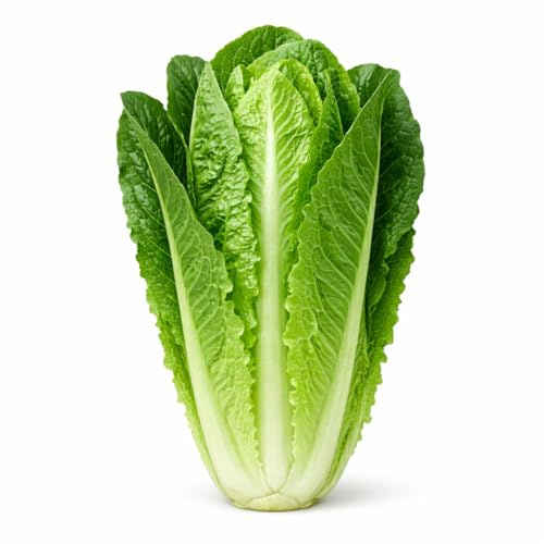 Parris Island Romaine Lettuce Seeds – Crisp Upright Heads, Heat-Tolerant Heirloom Variety for Home Gardens, Raised Beds & Containers