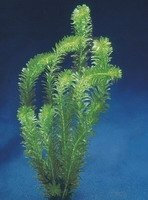 Egeria densa aquatic plant Los