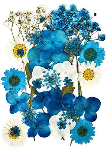 Natürliche Gepresste Blumen für Blumendekor und Telefon Fall Dekor Gemischte Echte Gepresste Getrocknete Blume für DIY-Kunst Basteln Karten Machen DIY Harz Scrapbooking (Blau)