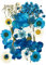 Natürliche Gepresste Blumen für Blumendekor und Telefon Fall Dekor Gemischte Echte Gepresste Getrocknete Blume für DIY-Kunst Basteln Karten Machen DIY Harz Scrapbooking (Blau)