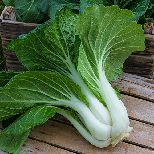 NIKA SEEDS - Seeds Vegetable Chinese Cabbage Bok Choy (Pak Choi) Green - 300 Seeds